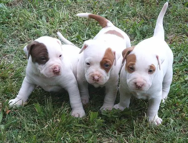 American pit-bull Terrier puppies  available for sale